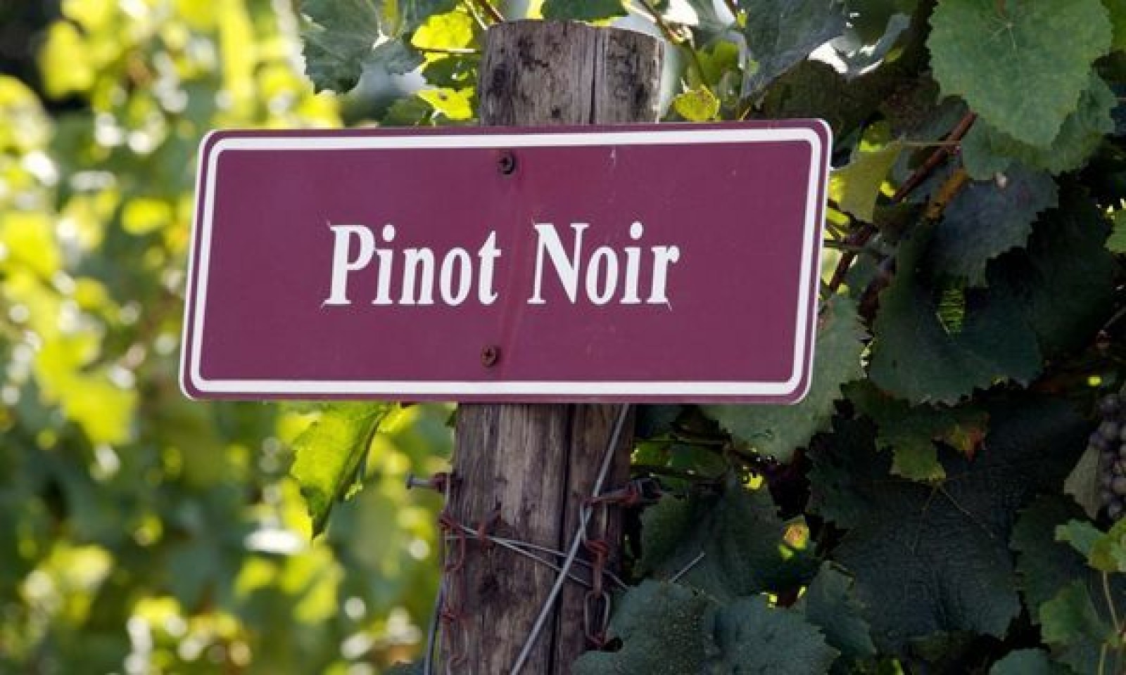 Pinot Noir 600 x 360 px