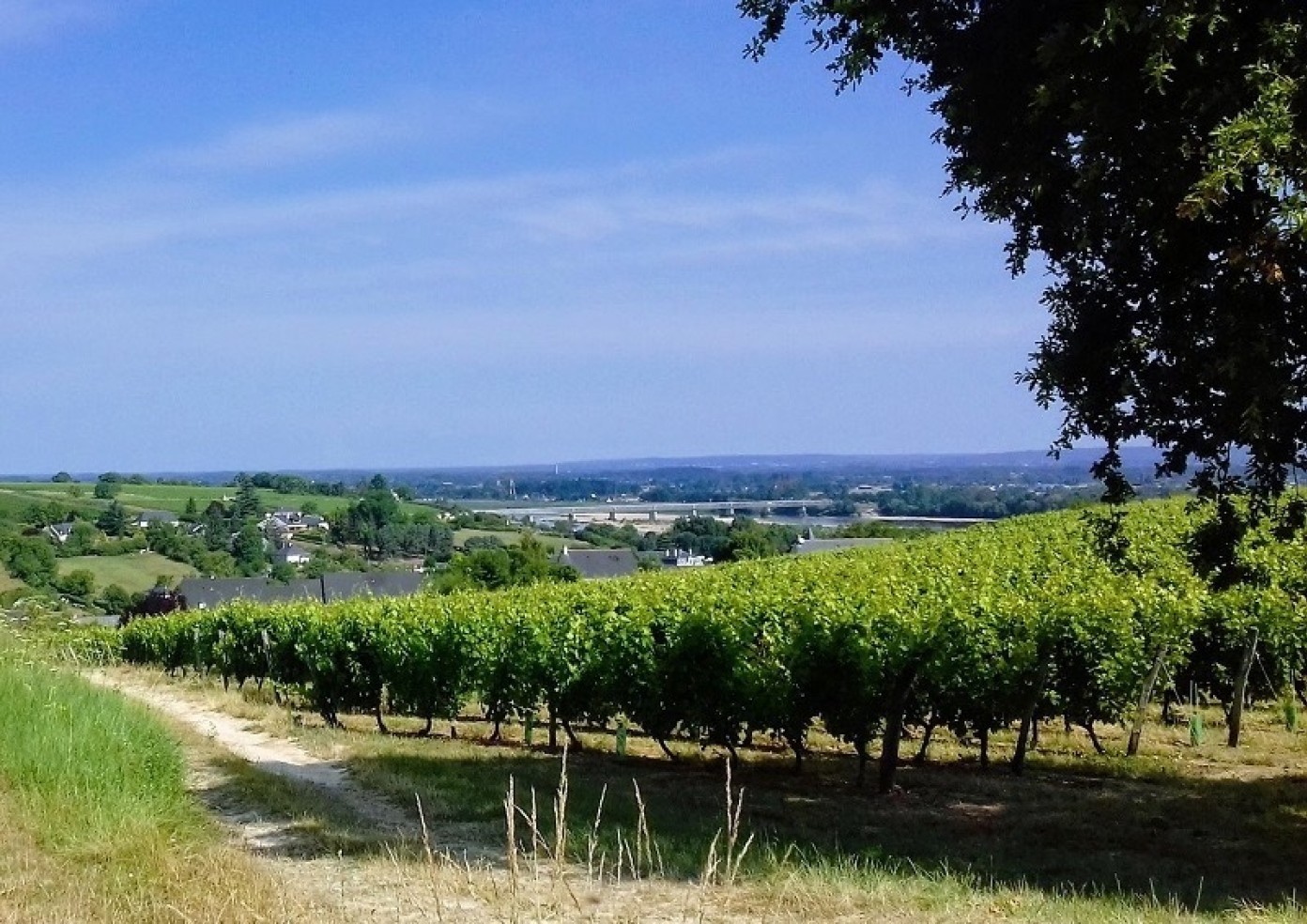 Pierre vade saumur champigny aop