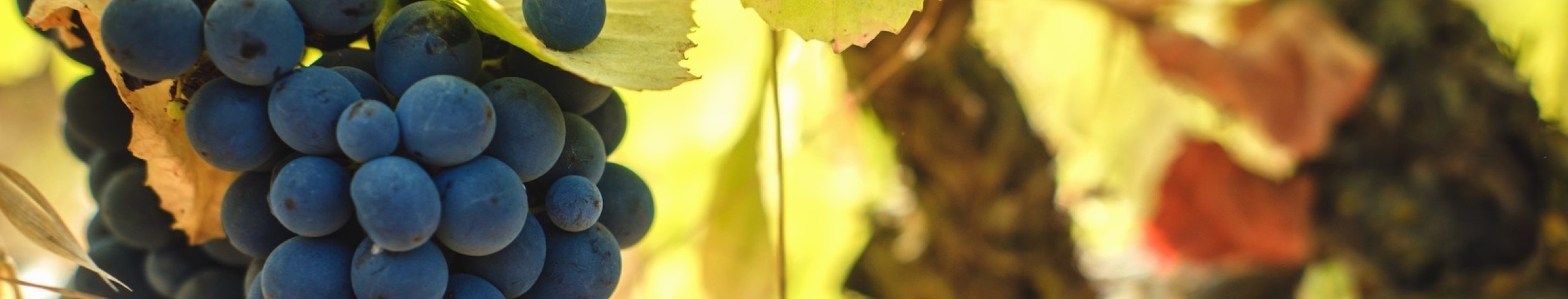 Serra Oca Olival da Murta entrepot du vin 3