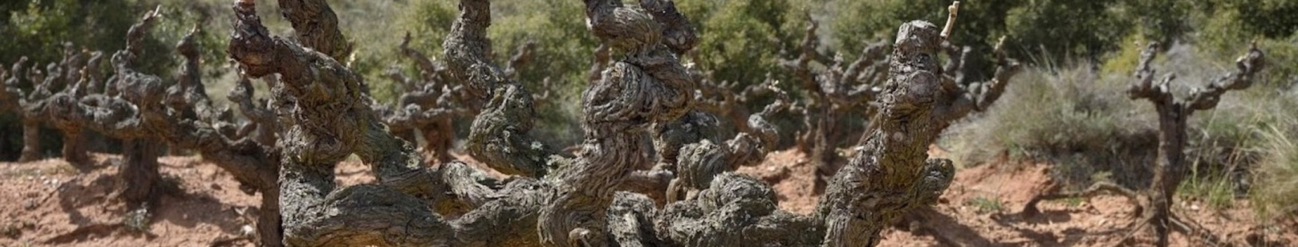 Arizcuren vinos logrono rioja spanje 5