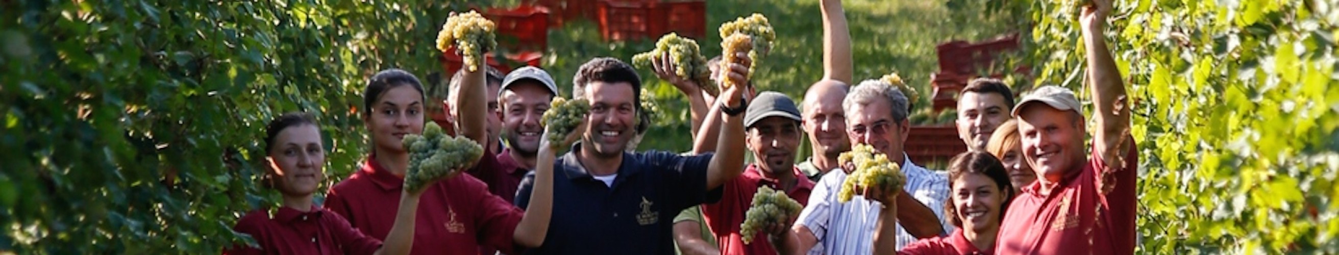 Azienda agricola le morette valerio zenato veneto entrepot du vin 3