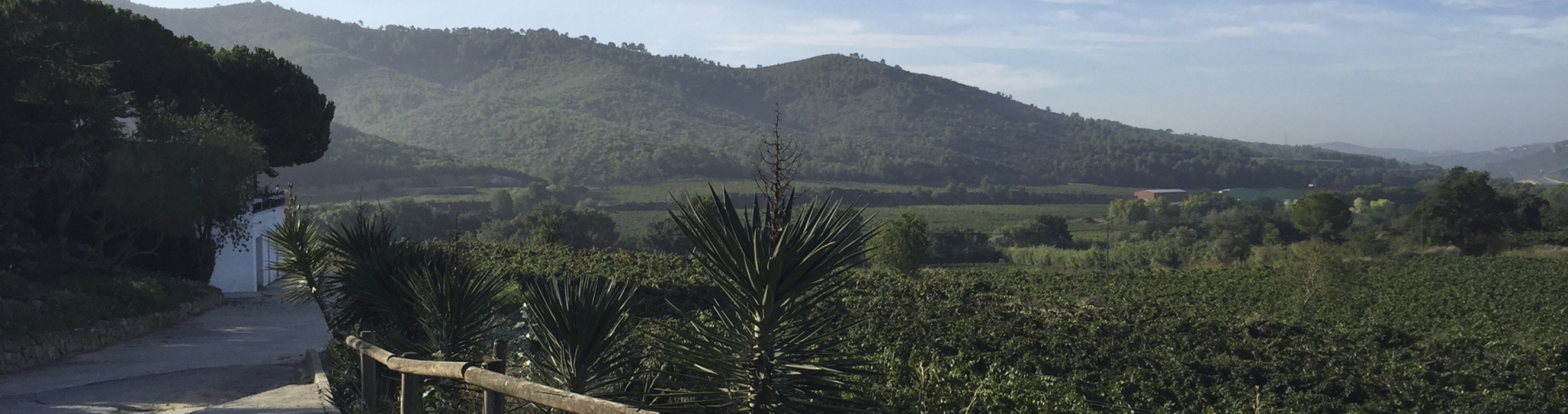 Bodegas grimau de pujades penedes cava entrepot du vin 3