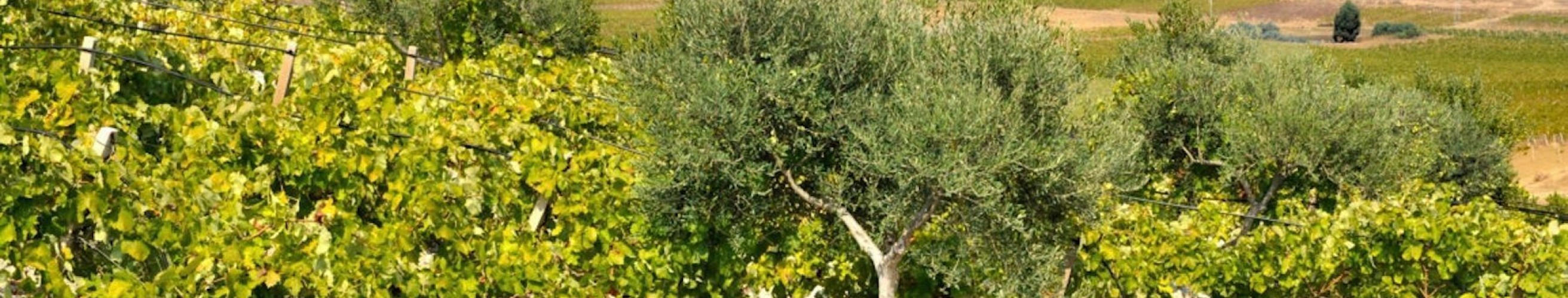 Curatolo arini Marsala Superiore Riserva Storica entrepot du vin 3