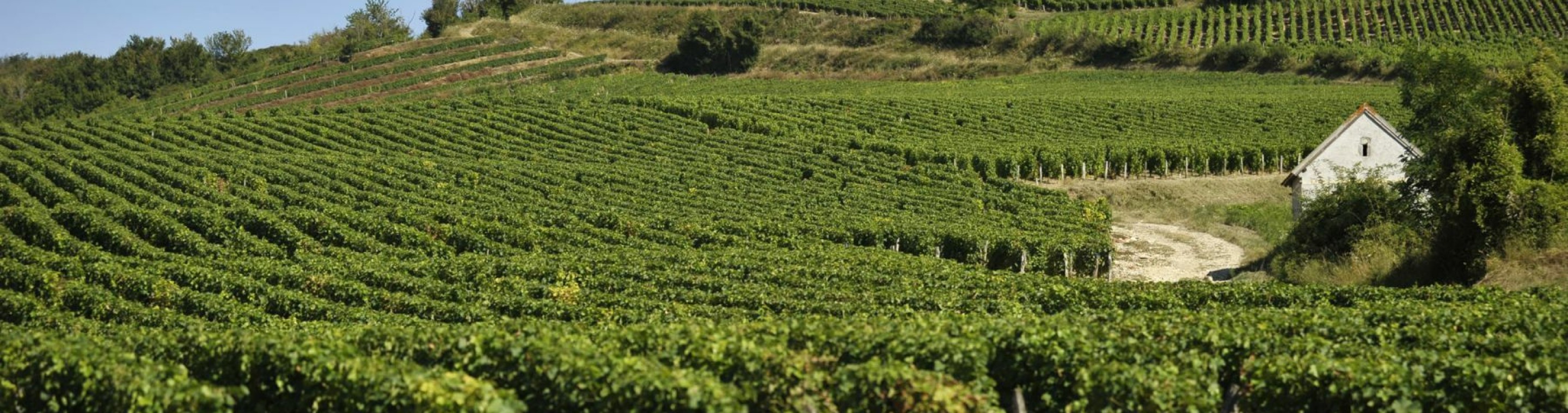 Domaine cedrick bardin loire sancerre pouilly fume coteaux du giennois entrepot du vin 3