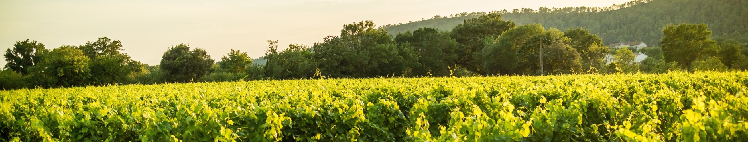 Domaine coursac sommieres coteaux de langedoc igp cevennes entrepot du vin 3
