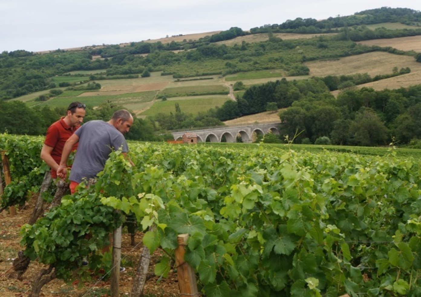 Domaine francois bergeret bourgogne hautes cotes de beaune entrepot du vin 4