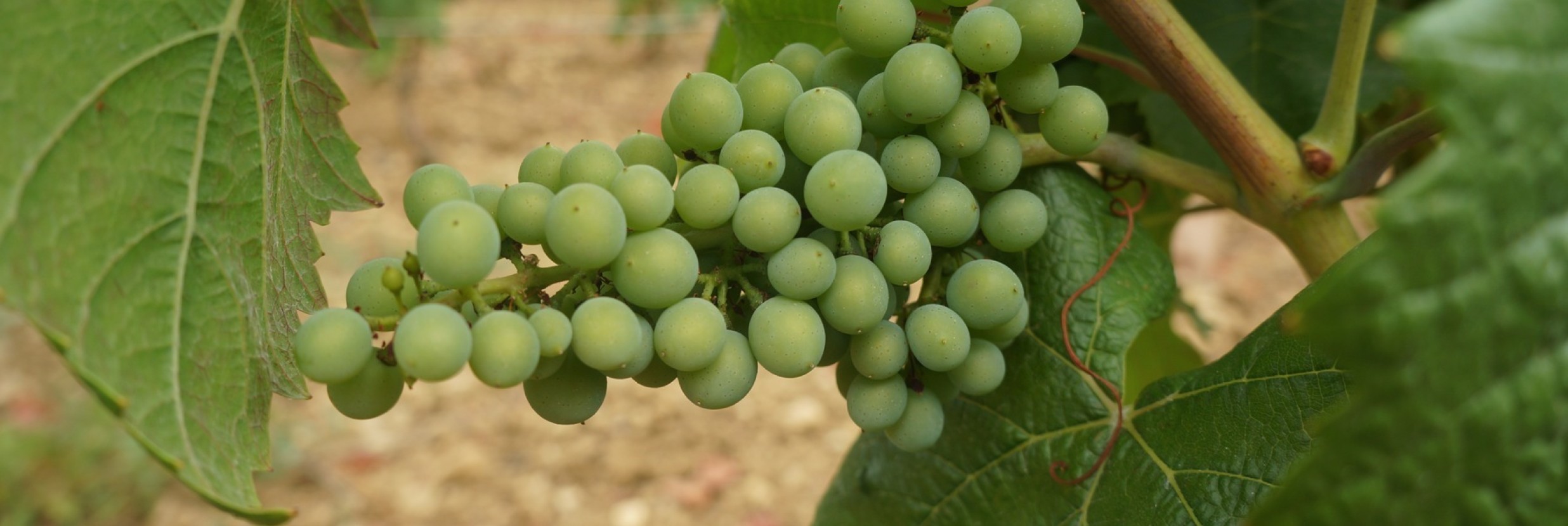 Domaine francois bergeret bourgogne hautes cotes de beaune entrepot du vin 5