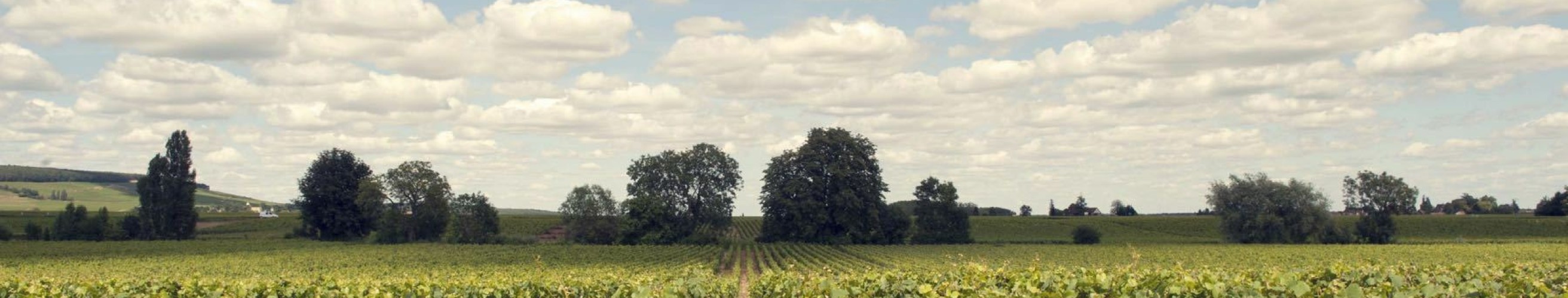Domaine serrigny savigny les beaune bourgogne frankrijk 3b