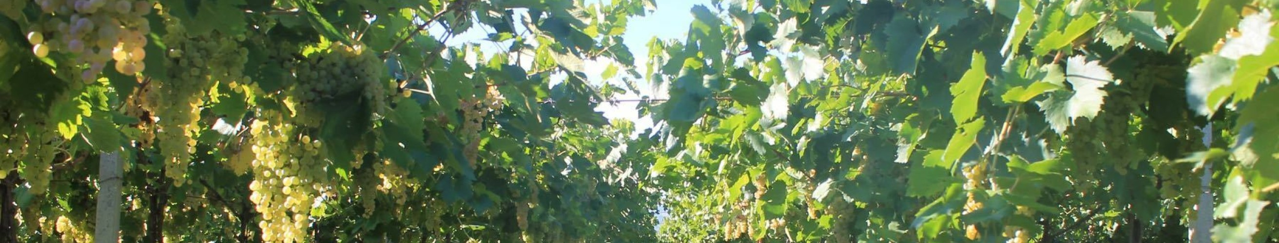 Entrepot du vin cantina tonello 4 190626 155730