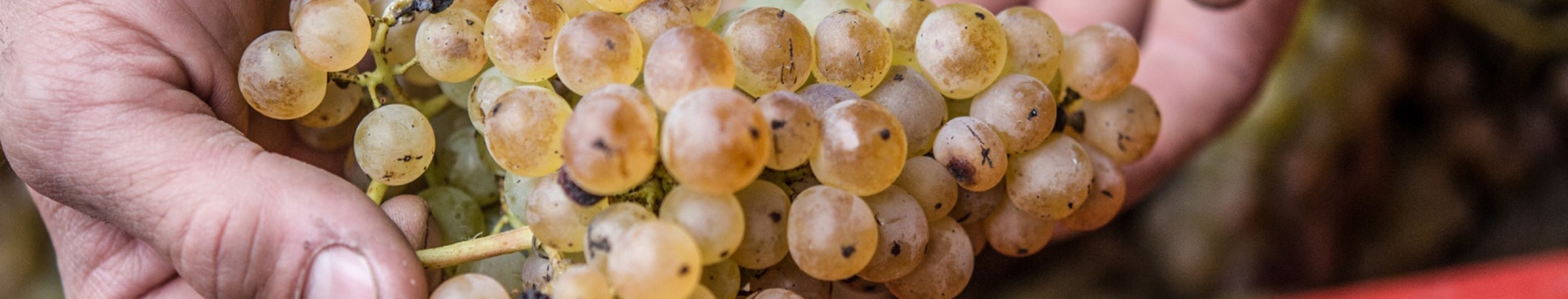 Entrepot du vin cantine crosio 3