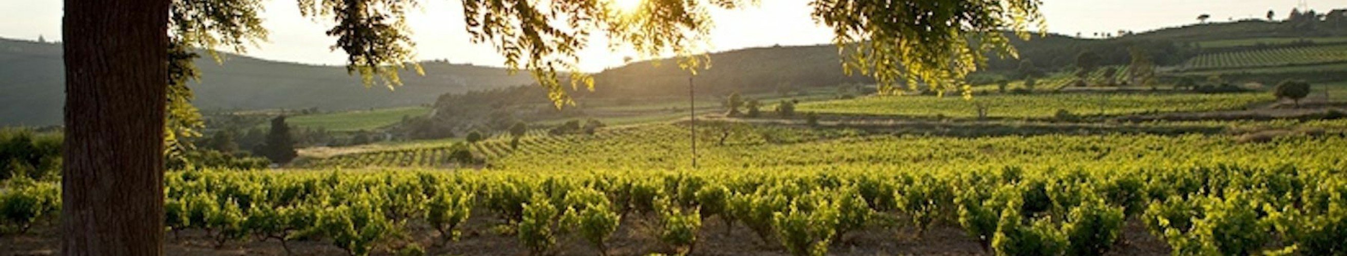 Finca viladellops olerdola penedes entrepot du vin 3