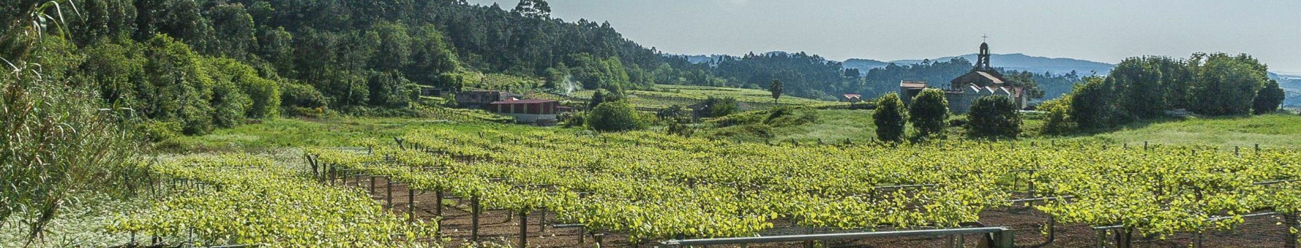 Lagar de besada meano pontevedra rias biaxas entrepot du vin 3