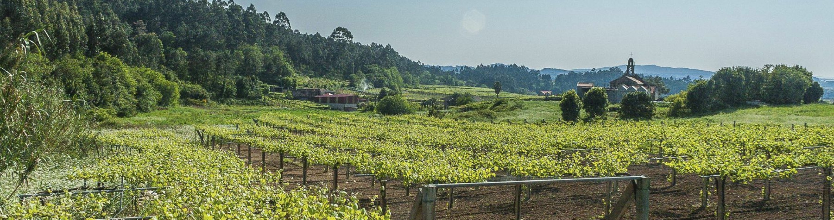 Lagar de besada meano pontevedra rias biaxas entrepot du vin 3