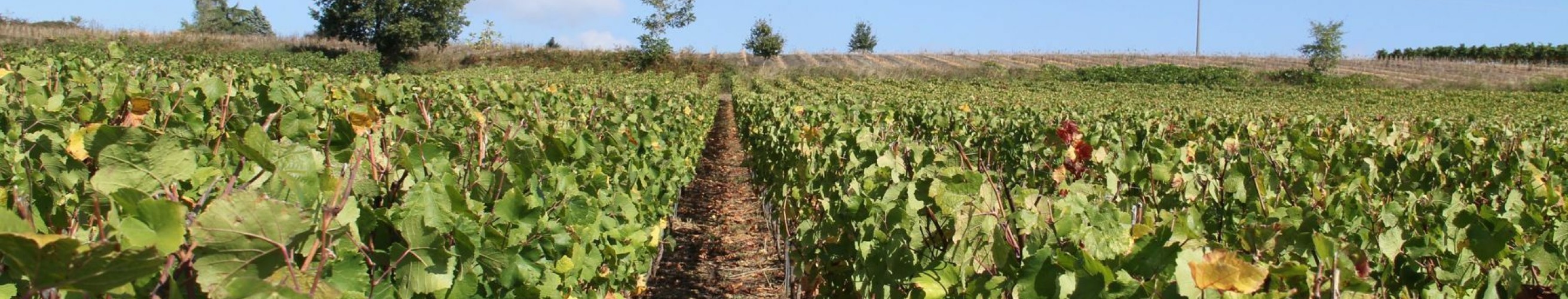 Maverlan3 161010 111828