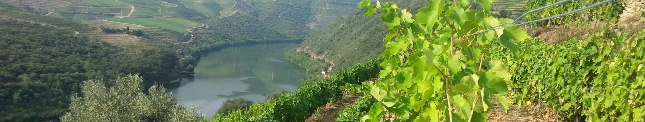 Vieira de sousa sabrosa douro entrepot du vin 3