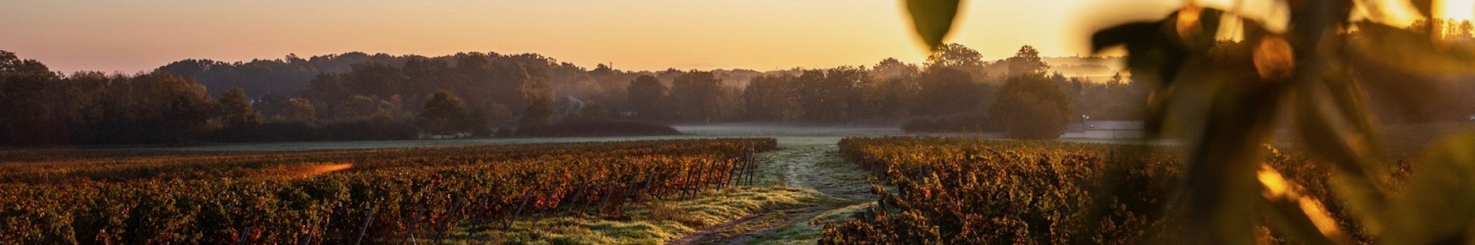 Domaine montgilet wijngaard entrepotduvin
