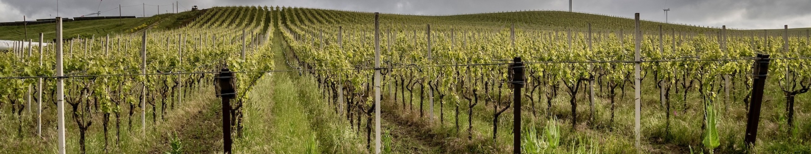 Larchetipo entrepotduvin wijngaard